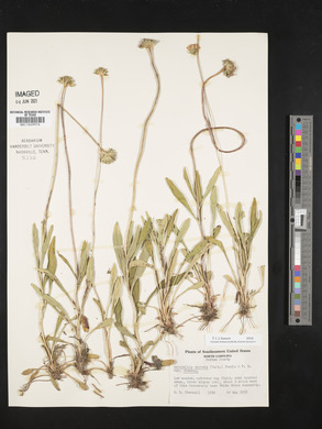 Marshallia obovata var. obovata image