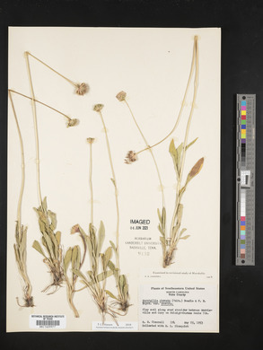 Marshallia obovata var. obovata image
