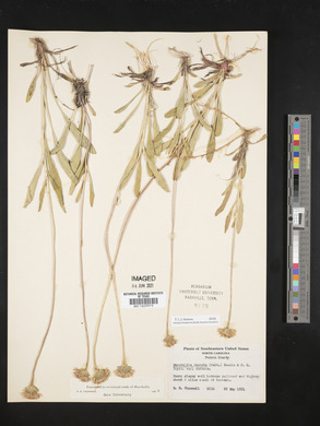 Marshallia obovata var. obovata image