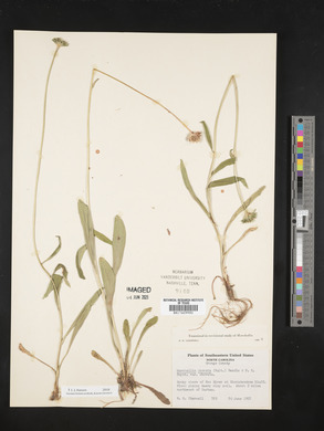 Marshallia obovata var. obovata image