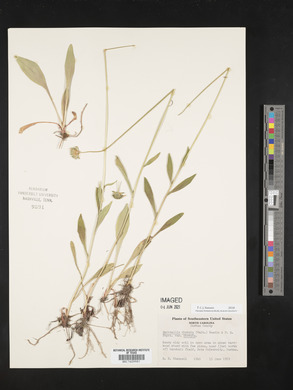 Marshallia obovata image