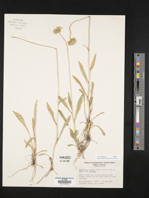 Marshallia obovata var. obovata image