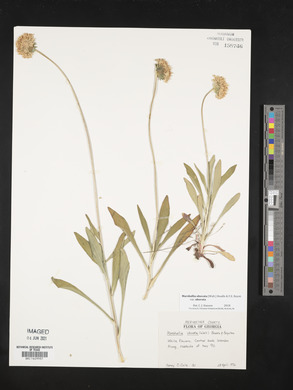 Marshallia obovata var. obovata image