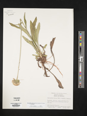 Marshallia obovata image