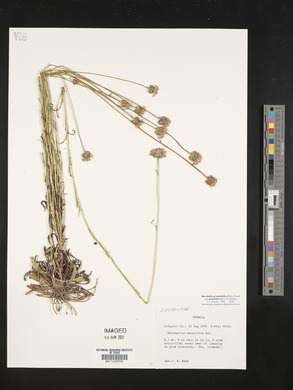 Marshallia graminifolia image