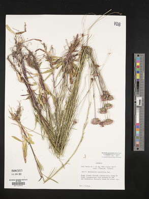 Marshallia graminifolia image