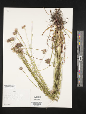 Marshallia graminifolia image