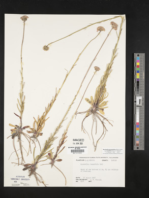 Marshallia graminifolia image