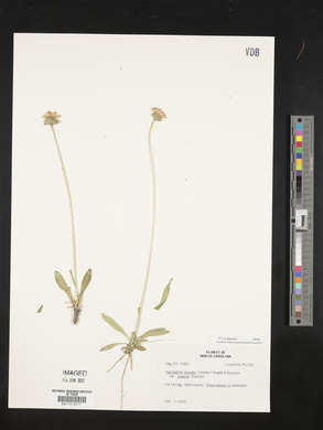Marshallia obovata var. scaposa image
