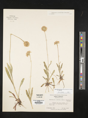 Marshallia obovata image