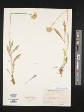 Marshallia obovata var. obovata image