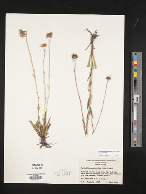 Marshallia graminifolia image