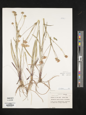 Marshallia ramosa image