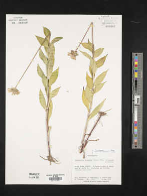 Marshallia trinervia image