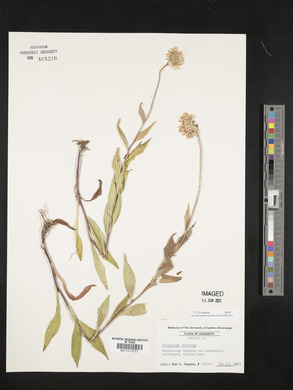 Marshallia trinervia image