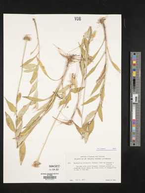 Marshallia trinervia image