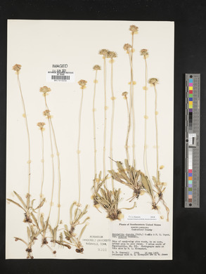 Marshallia obovata image
