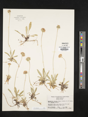 Marshallia obovata var. scaposa image