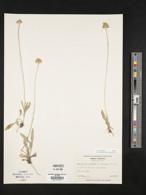 Marshallia obovata var. scaposa image