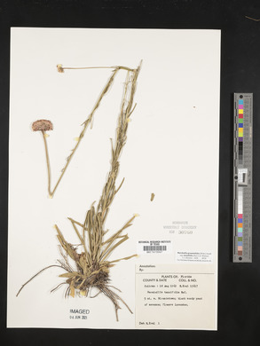 Marshallia graminifolia image