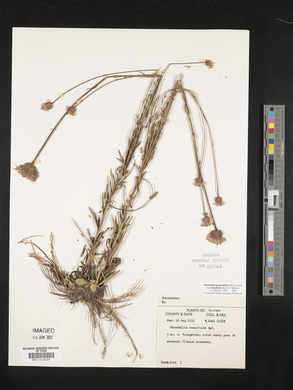 Marshallia graminifolia image