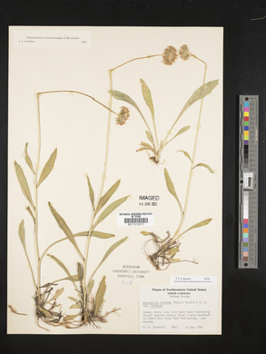 Marshallia obovata image