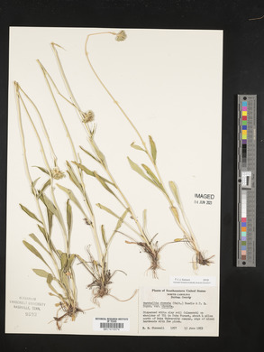 Marshallia obovata var. obovata image