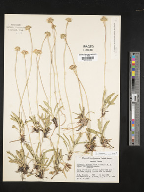 Marshallia obovata var. scaposa image