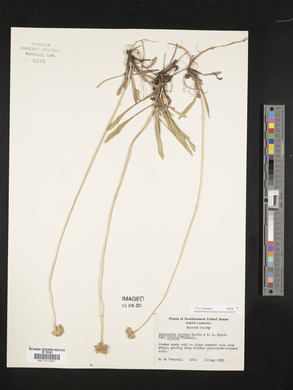 Marshallia obovata var. scaposa image