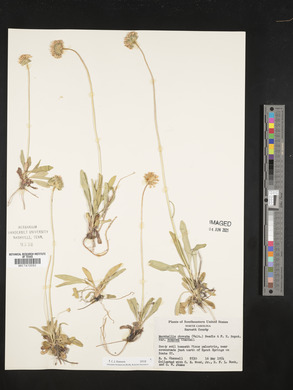 Marshallia obovata var. scaposa image