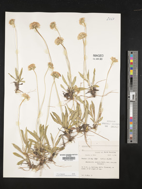 Marshallia obovata var. scaposa image