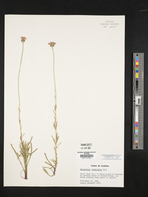 Marshallia graminifolia image