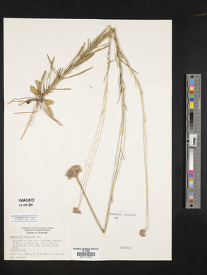 Marshallia graminifolia image