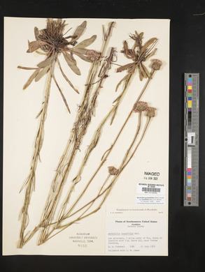 Marshallia graminifolia image
