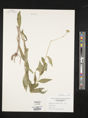 Marshallia trinervia image