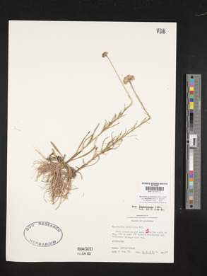 Marshallia graminifolia image