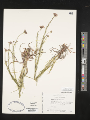 Marshallia graminifolia image