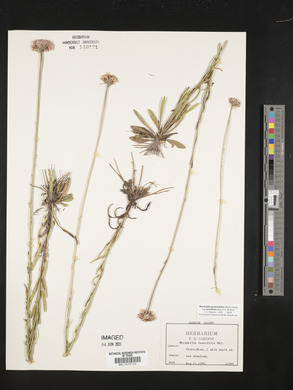 Marshallia graminifolia image