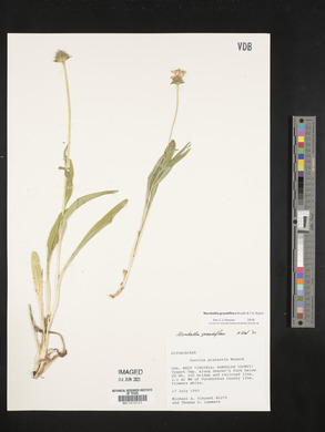 Marshallia grandiflora image