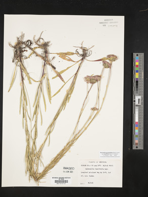 Marshallia graminifolia image
