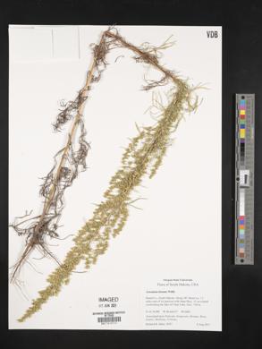 Artemisia biennis image