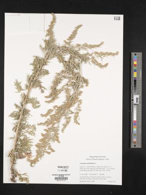 Artemisia absinthium image