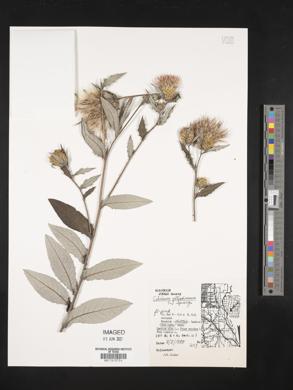 Cirsium altissimum image