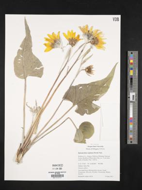Balsamorhiza sagittata image