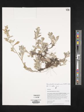 Gamochaeta pensylvanica image