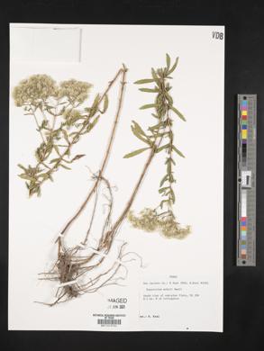 Eupatorium mohrii image