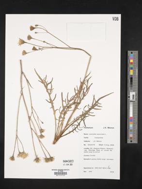 Leontodon autumnalis image