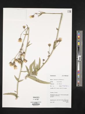 Hieracium umbellatum image