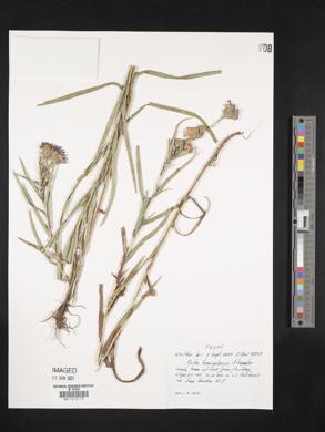 Aster hemisphericus image