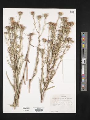 Aster hemisphericus image